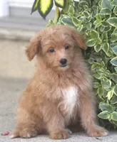 Brady, a male Japanese Spitz and Poodle - Toy  for sale in Howell, MI – 5 of 7
