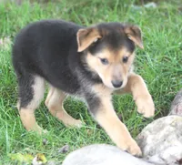 Bonnie, a female Australian Shepherd and Labrador Retriever for sale in Howell, MI – 3 of 3