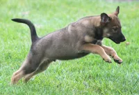 Harley, a male Collie and German Shepherd Dog for sale in Howell, MI – 5 of 5