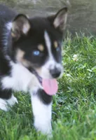 Nyla, a female German Shepherd Dog and Siberian Husky for sale in Lansing, MI – 7 of 8