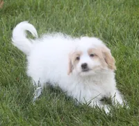 London, a female Japanese Spitz and Poodle - Toy  for sale in Howell, MI – 7 of 7
