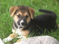 Missy, a female Australian Shepherd and Labrador Retriever for sale in Howell, MI – 3 of 7