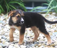Bobby, a male Australian Shepherd and Labrador Retriever for sale in Howell, MI – 2 of 9