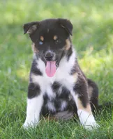 Frost, a male German Shepherd Dog and Siberian Husky for sale in Lansing, MI – 2 of 6