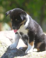 Frost, a male German Shepherd Dog and Siberian Husky for sale in Lansing, MI – 5 of 6