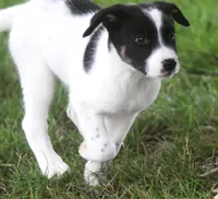 Carly, a female Australian Shepherd and Labrador Retriever for sale in Howell, MI – 2 of 3