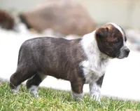 Lorrie, a female Australian Cattle Dog and Boxer for sale in Lansing, MI – Photo 9 of 9