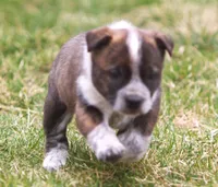 Lorrie, a female Australian Cattle Dog and Boxer for sale in Lansing, MI – Photo 2 of 9