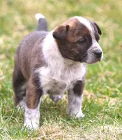 Lorrie, a female Australian Cattle Dog and Boxer for sale in Lansing, MI – Photo 1 of 9