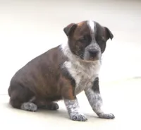 Lorrie, a female Australian Cattle Dog and Boxer for sale in Lansing, MI – Photo 7 of 9
