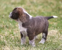 Lorrie, a female Australian Cattle Dog and Boxer for sale in Lansing, MI – Photo 8 of 9