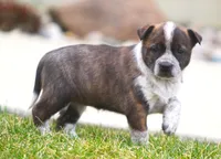 Lorrie, a female Australian Cattle Dog and Boxer for sale in Lansing, MI – Photo 6 of 9