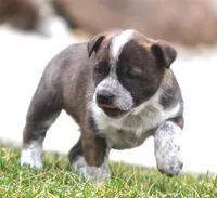 Lorrie, a female Australian Cattle Dog and Boxer for sale in Lansing, MI – Photo 5 of 9