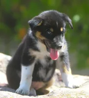 Frost, a male German Shepherd Dog and Siberian Husky for sale in Lansing, MI – 3 of 6