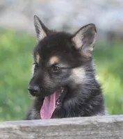 Koda, a male German Shepherd Dog and Siberian Husky for sale in Lansing, MI – 9 of 10