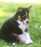 Nyla, a female German Shepherd Dog and Siberian Husky for sale in Lansing, MI – 5 of 8