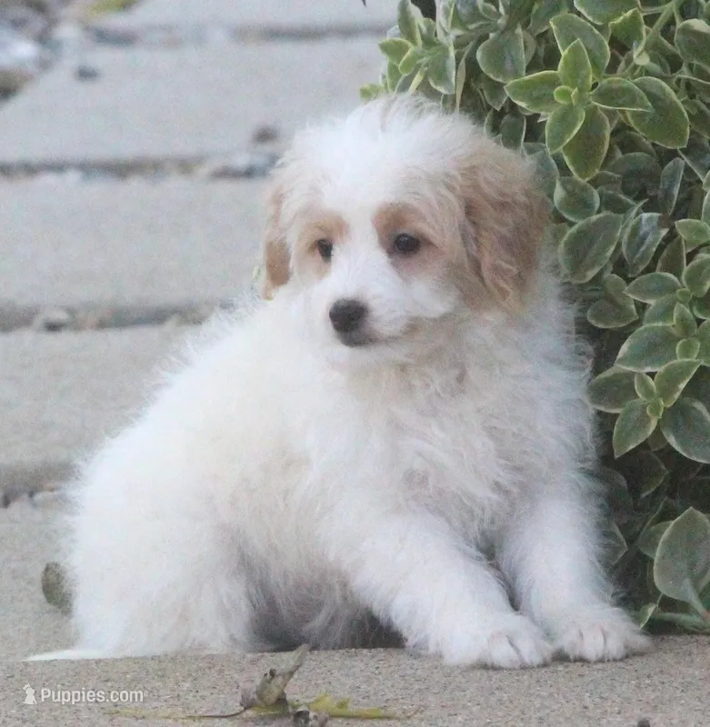 London – Japanese Spitz, Poodle - Toy  puppy for sale in Howell, MI
