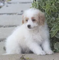 London, a female Japanese Spitz and Poodle - Toy  for sale in Howell, MI – 1 of 7