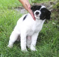Carly, a female Australian Shepherd and Labrador Retriever for sale in Howell, MI – 3 of 3
