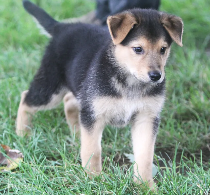 Bonnie – Australian Shepherd, Labrador Retriever puppy for sale in Howell, MI