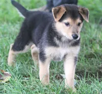 Bonnie, a female Australian Shepherd and Labrador Retriever for sale in Howell, MI – 1 of 3