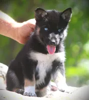 Skye, a female German Shepherd Dog and Siberian Husky for sale in Lansing, MI – 2 of 10
