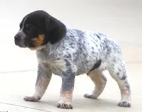 Roper, a male Australian Cattle Dog and Boxer for sale in Lansing, MI – Photo 1 of 4