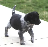 Loki, a male Australian Shepherd and Labrador Retriever for sale in Lansing, MI – Photo 2 of 3
