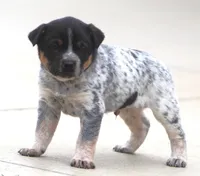 Roper, a male Australian Cattle Dog and Boxer for sale in Lansing, MI – Photo 3 of 4