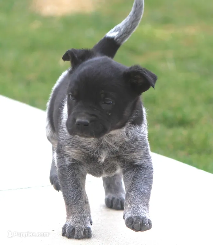 Loki – Australian Shepherd, Labrador Retriever puppy for sale in Lansing, MI