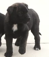 Coco, a female Australian Shepherd and Labrador Retriever for sale in Lansing, MI – Photo 2 of 3