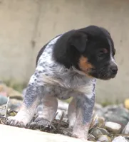 Roper, a male Australian Cattle Dog and Boxer for sale in Lansing, MI – Photo 2 of 4
