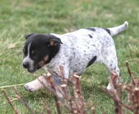 Roper, a male Australian Cattle Dog and Boxer for sale in Lansing, MI – Photo 4 of 4