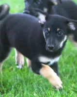 Jake, a male Australian Shepherd and Labrador Retriever for sale in Howell, MI – 1 of 2
