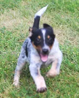 Bo, a male Australian Cattle Dog and Pembroke Welsh Corgi for sale in Howell, MI – 4 of 5