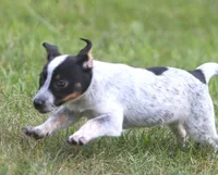 Coco, a female Australian Cattle Dog and Pembroke Welsh Corgi for sale in Howell, MI – 3 of 5