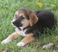 Missy, a female Australian Shepherd and Labrador Retriever for sale in Howell, MI – 5 of 7