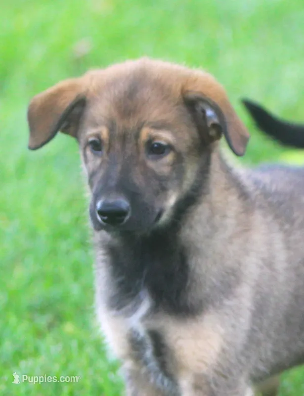 Harley – Collie, German Shepherd Dog puppy for sale in Howell, MI