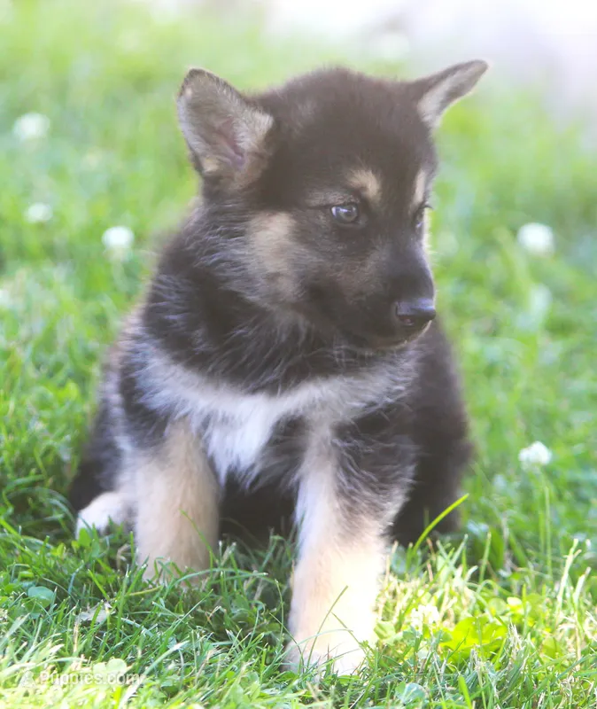 Koda – German Shepherd Dog, Siberian Husky puppy for sale in Lansing, MI