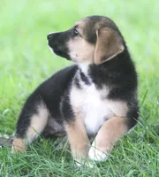 Missy, a female Australian Shepherd and Labrador Retriever for sale in Howell, MI – 7 of 7
