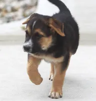 Bobby, a male Australian Shepherd and Labrador Retriever for sale in Howell, MI – 6 of 9