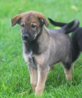 Dallas, a male Australian Shepherd and Labrador Retriever for sale in Howell, MI – 1 of 2