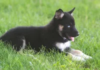 Skye, a female German Shepherd Dog and Siberian Husky for sale in Lansing, MI – 5 of 10