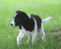 Kane, a male Australian Shepherd and Labrador Retriever for sale in Howell, MI – 10 of 10