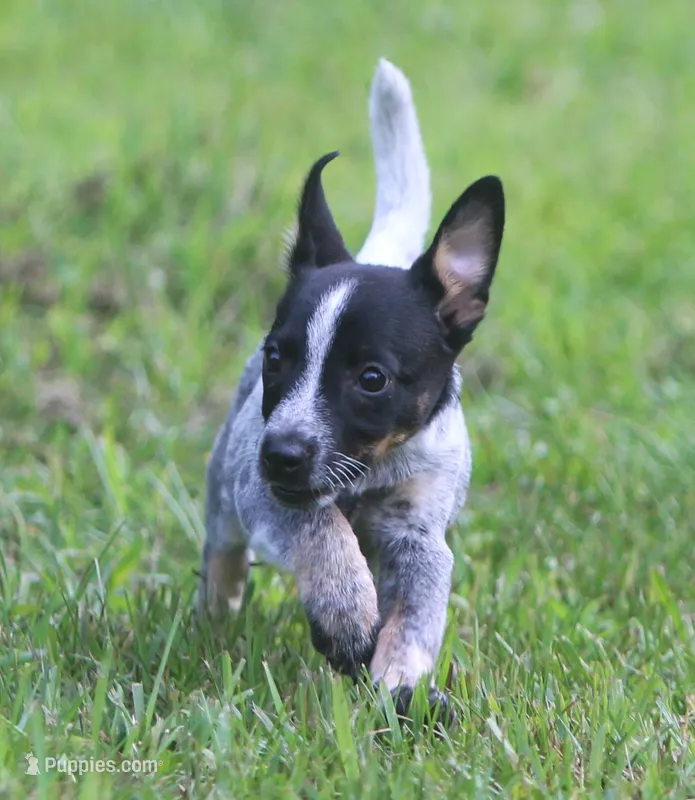 Rio – Australian Cattle Dog, Pembroke Welsh Corgi puppy for sale in Howell, MI
