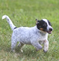 Coco, a female Australian Cattle Dog and Pembroke Welsh Corgi for sale in Howell, MI – 4 of 5