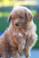 Brady, a male Japanese Spitz and Poodle - Toy  for sale in Howell, MI – 4 of 7