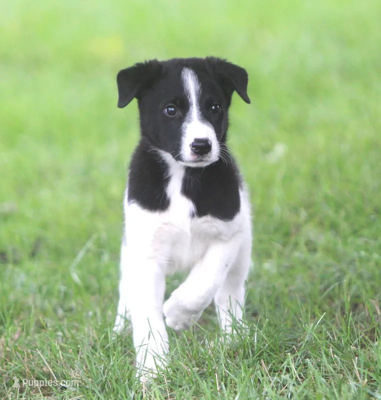 Kane – Australian Shepherd, Labrador Retriever puppy for sale in Howell, MI