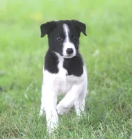Kane, a male Australian Shepherd and Labrador Retriever for sale in Howell, MI – 1 of 10