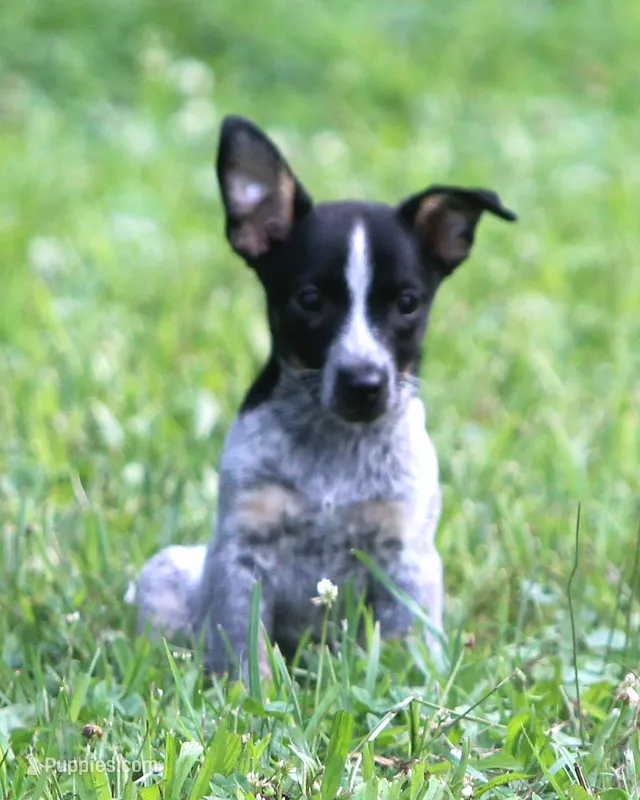 Rio – Australian Cattle Dog, Pembroke Welsh Corgi puppy for sale in Howell, MI